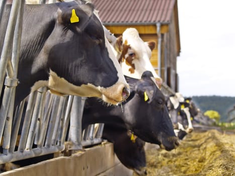 cows feeding on a farm