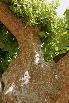 Platanus, tree detail in the Provence. Platane in Roussillon, Provence.