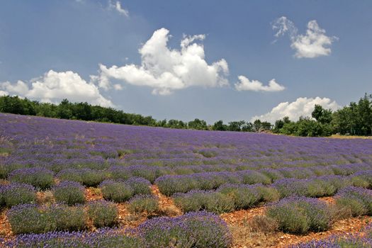 Lavender fields near Sault, Provence, Southern France. Lavendelfelder bei Sault.