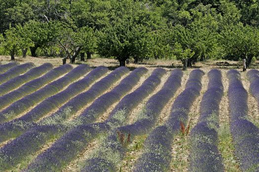 Lavender fields near Croagnes, Provence, Southern France. Lavendelfelder bei Croagnes.