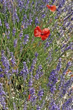 Lavender fields near Senanque, Provence, Southern France. Lavendelfeld bei Senanque