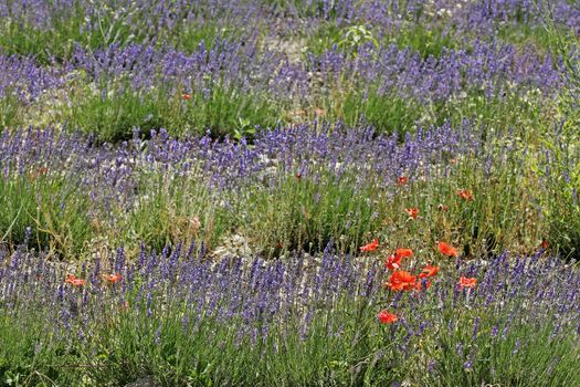 Lavender fields near Senanque, Provence, Southern France. Lavendelfeld bei Senanque