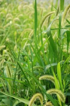 Green grass. Close-up. Outdoor shoot.