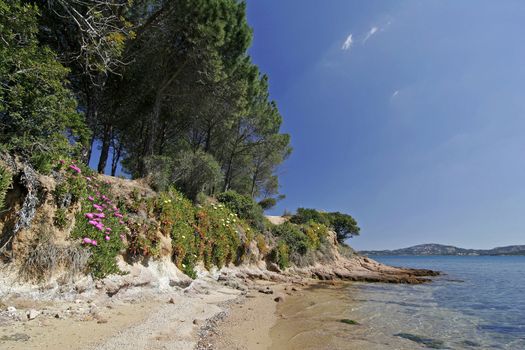 Cannigione, Golfo di Arzachena, Landschaft mit Mittagsblumen, Mittagsblumen