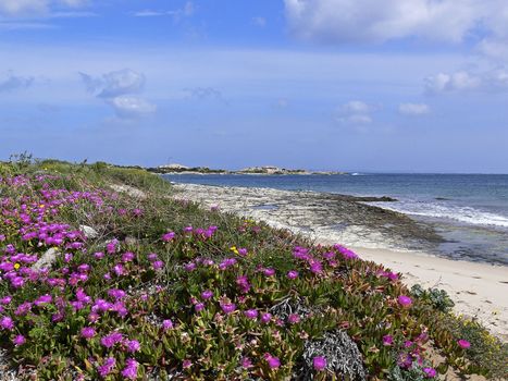 Midday flowers nearh Capo Testa, with Santa di Gallura, Sardinia.. Capo Testa, bei Santa di Gallura, Rote Mittagsblume, Mittagsblumen, Carpobrotus 