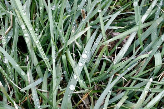 Lots of Dew drops on blades of grass