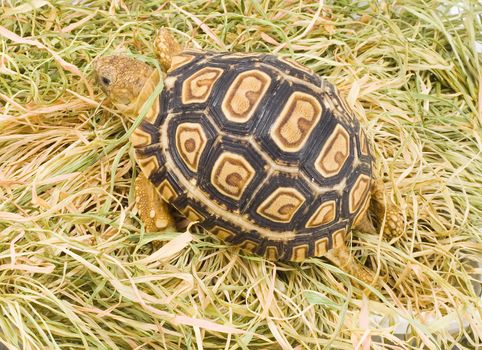 a young tortoise - Geochelone Pardalis - on the dry grass - close up