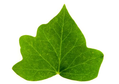 Detail of a leaf blade of ivy over white
