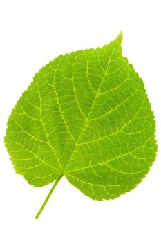 Detail of a leaf blade of a lime tree