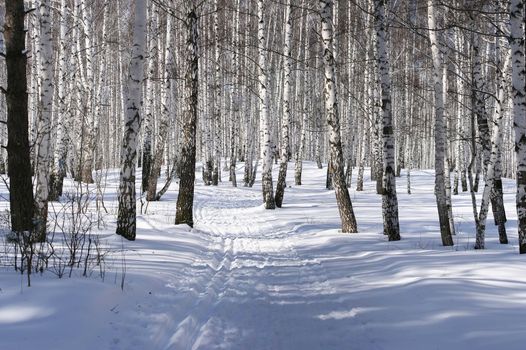 ski-track in a birch forest
