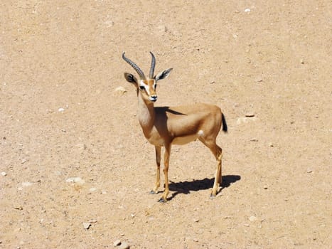 Gazelle in stone desert, wild animal, Africa