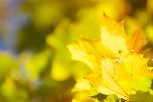 autumn leaves background in a sunny day