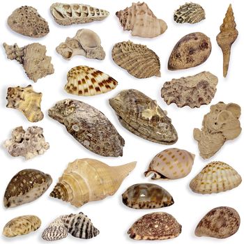 Set collection seashells on the white background.