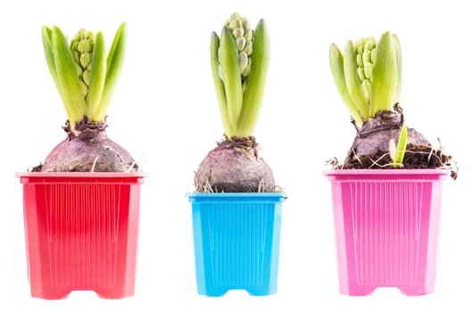 Set of three blossoming hyacinth, isolated