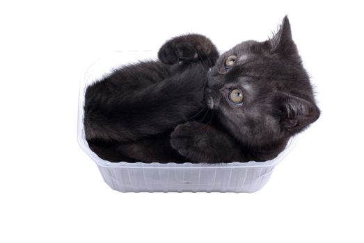 Adorable black kitty likes plastic boxes isolated on white background.