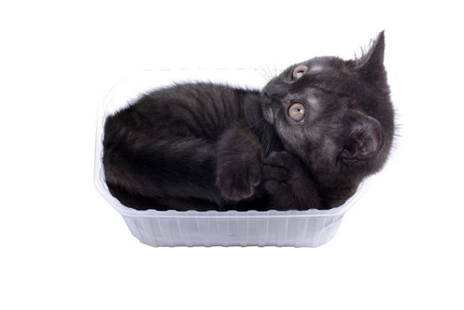 Young adorable black kitty liking boxes isolated on white background.