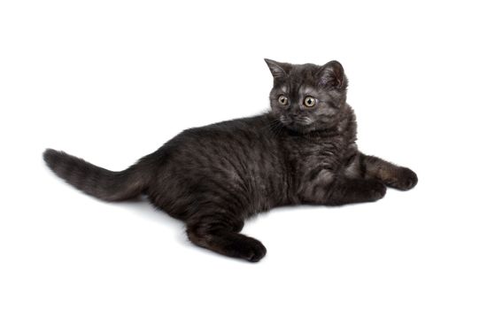 Adorable small black kitty isolated on white background.