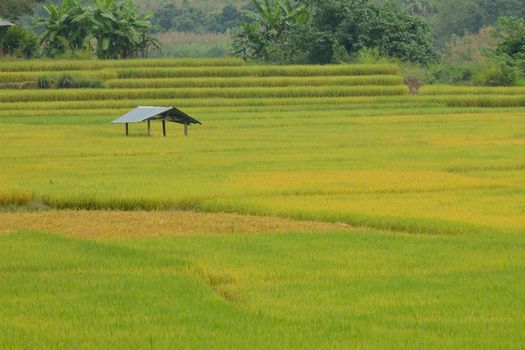 Terrace rice fields in Mae chaem, Chaing Mai, Thailand.