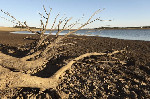 Dead tree in a reservoir bed during water shortage, Alentejo, Portugal