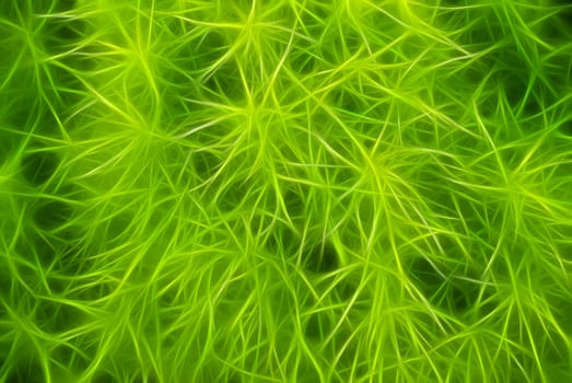 Abstract rendered from natural fractal green tropical plant.