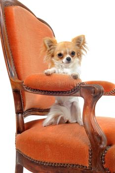 chihuahua on an antique armchair in front of white background