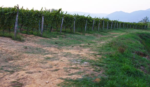 A vineyard at dusk in Tuscany, Italy.