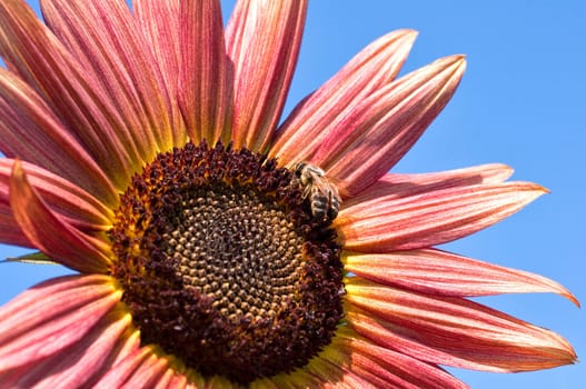 Bee working on red sunflower