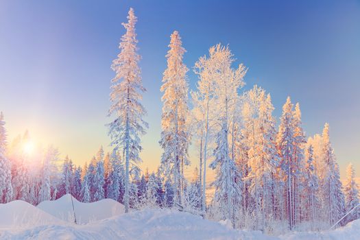 Beautiful winter landscape in the forest. Sunset 