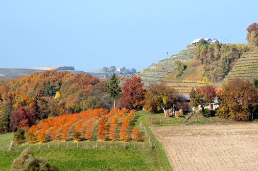 Wineyards and hills landscape at Robadje - Croatia