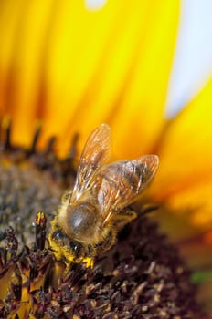 Bee working on yellow sunflower