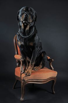 portrait of a purebred rottweiler siiting on an armchair,  in front of black background