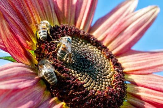 Three bees on red sunflower