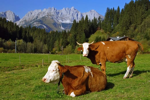 Two cows on Austrian alps
