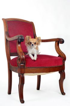 chihuahua laid down on an antique chair in front of white background