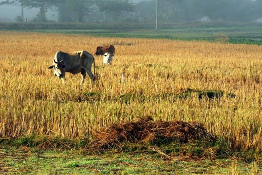 Cattle in the fields of rice in the morning, north Thailand.