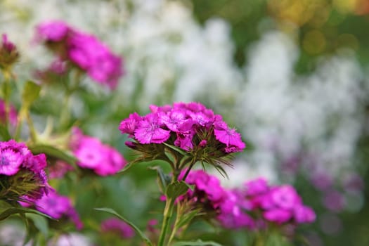 Close up photo of purple flower with soft background. Selective focus.