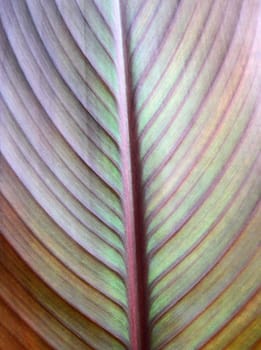 Green with dark red leaf as background or backdrop.
