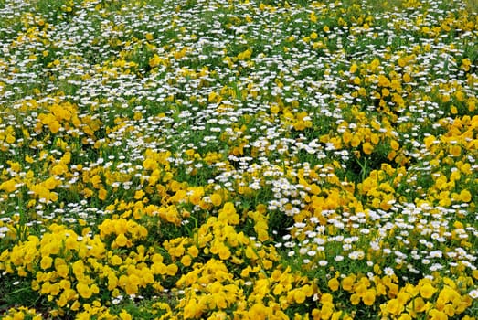 Green meadow with white and yellow flowers.
