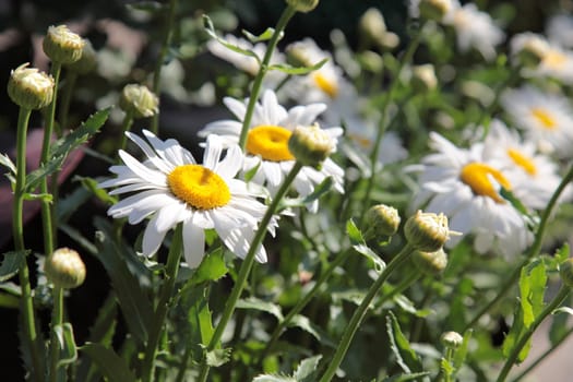 Close up of chamomile in the garden. Selective focus.