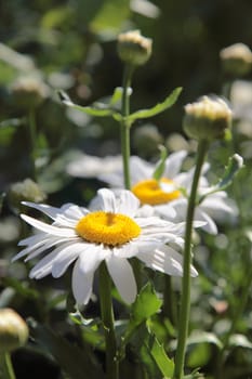 Close up of chamomile on a green meadow. Selective focus.