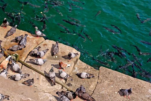 Lot of pigeons and fish are feeded with bread by people in Barcelona harbour.
