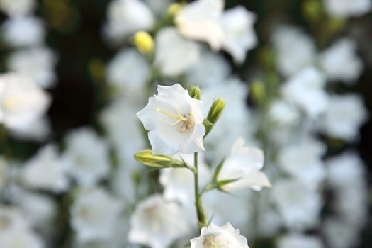 White bell-flower on the summer meadow. Selective focus.