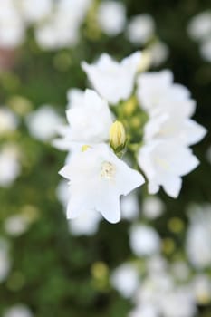 White bell-flower on the summer meadow. High key selective soft focus.