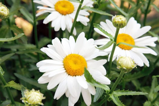 Close up of chamomile on a green meadow. Selective focus.