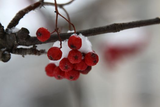 Branch with a mountain ash cluster under snow