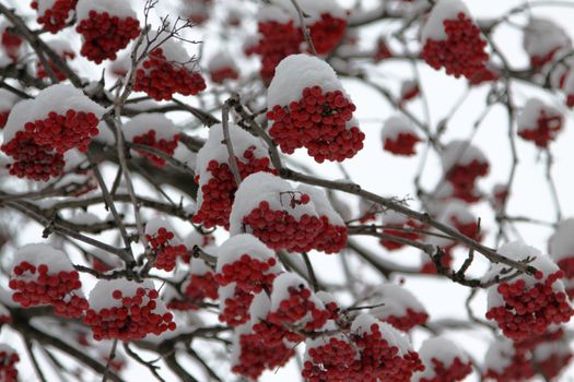 Branch with set of clusters of a mountain ash under snow