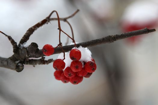 Branch with a mountain ash cluster under snow