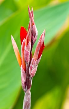 Red Canna flower against the bright green background in portrait orienttion