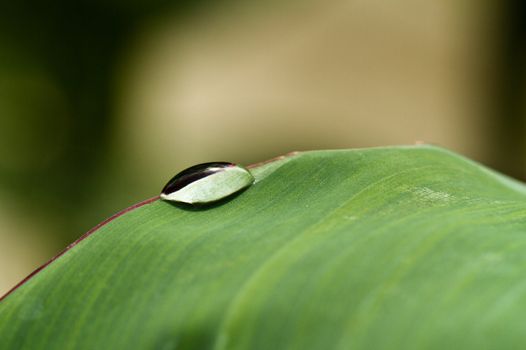 Single water drop on a green leaf in the morning sun