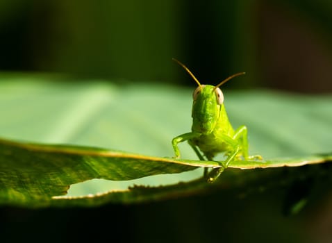 a close up view of a young grasshopper on a green leaf in the bright sunny morning